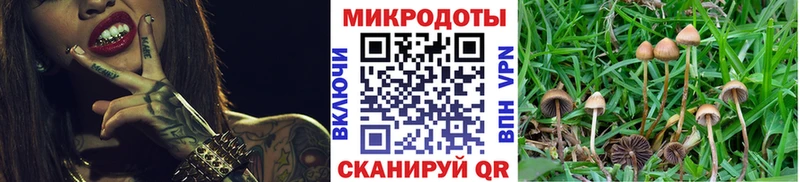 где продают   Дно  Галлюциногенные грибы Psilocybe 